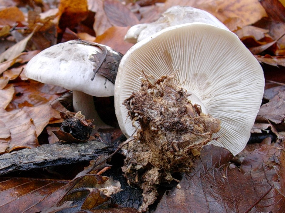 530 Dicembre vecchio ritrovamento